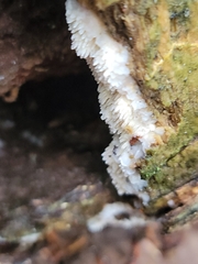 Radulomyces copelandii