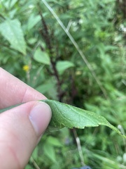 Helianthus decapetalus