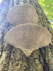 Trametes lactinea