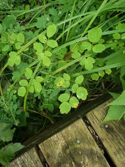 Thalictrum dasycarpum