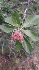 Aria edulis
