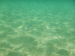 Seriola dumerili