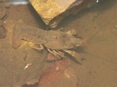 Austropotamobius pallipes