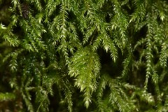 Pseudisothecium stoloniferum