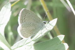 Celastrina echo