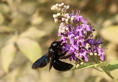 Xylocopa sulcatipes