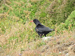 Pyrrhocorax pyrrhocorax