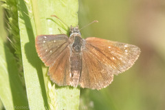 Piruna pirus