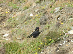 Pyrrhocorax pyrrhocorax