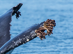 Xenobalanus globicipitis