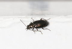 Bembidion obliquum