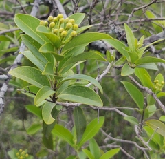 Malpighiaceae