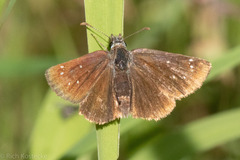Piruna pirus