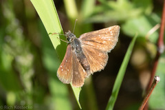 Piruna pirus