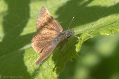 Piruna pirus