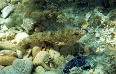 Gobius incognitus