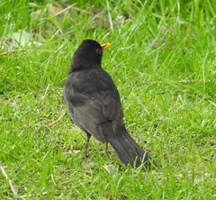 Turdus merula