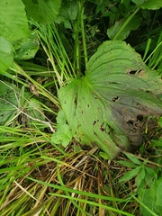 Symplocarpus foetidus