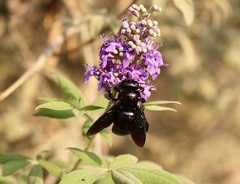 Xylocopa sulcatipes