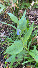 Mertensia