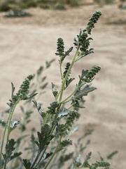 Ambrosia acanthicarpa