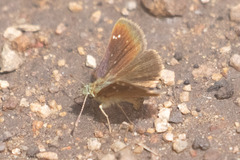 Piruna pirus