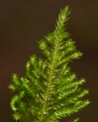 Pseudisothecium stoloniferum