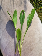 Symphyotrichum adnatum