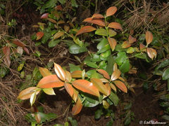 Myrceugenia planipes