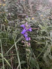 Lobelia siphilitica