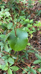 Hydrocotyle bonariensis