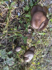 Lyophyllum decastes
