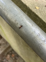 Camponotus chromaiodes
