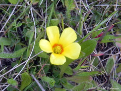 Oxalis aureoflava