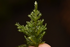 Pseudisothecium stoloniferum