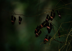 Heliconius