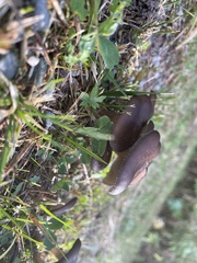 Lyophyllum decastes
