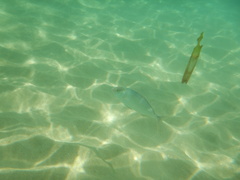 Seriola dumerili