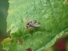 Empidoidea
