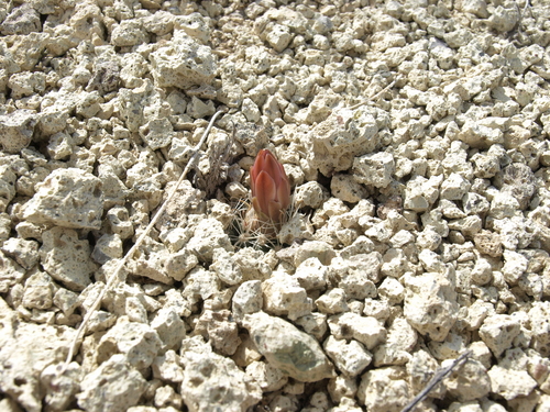 Sclerocactus nyensis