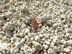 Sclerocactus nyensis