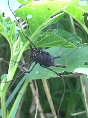 Diguetinus raptator