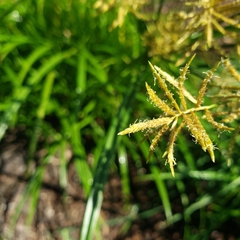 Cyperus esculentus