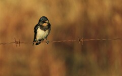 Hirundo rustica rustica