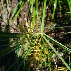 Cyperus esculentus