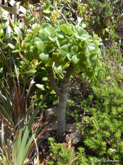 Oxalis megalorrhiza