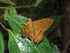 Nascus phocus