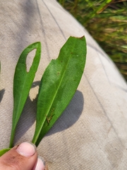 Symphyotrichum adnatum