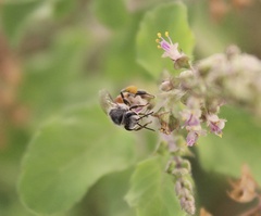 Apis florea