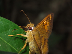 Nascus phocus
